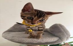 Bengal cats for sale: 5 Exceptional TICA Registered Glitter Bengals  in Bristol - Image 7