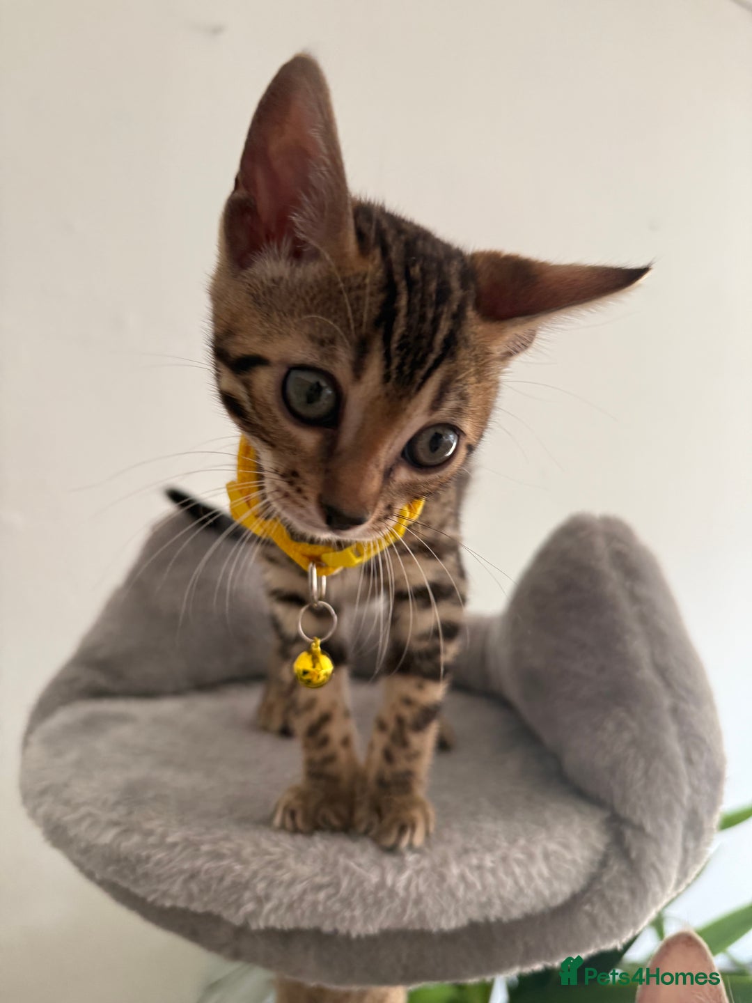 Bengal cats for sale: 5 Exceptional TICA Registered Glitter Bengals  in Bristol - Image 7