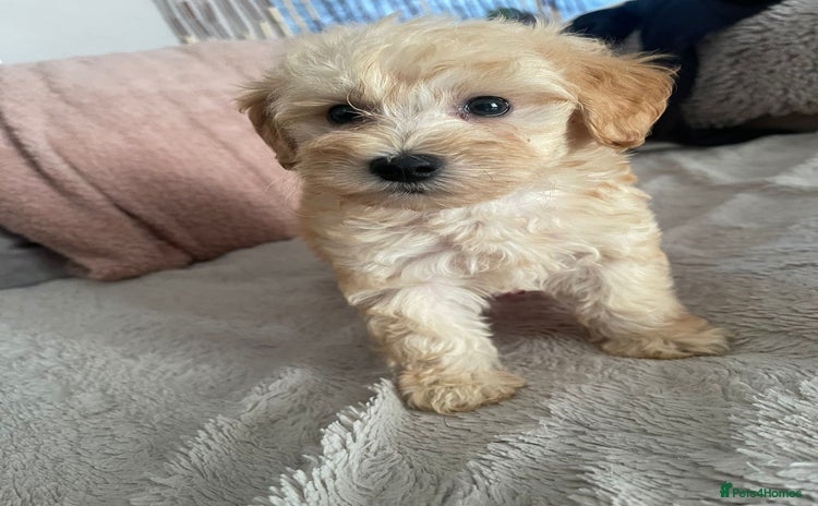 Maltipoo dogs - Advert 5