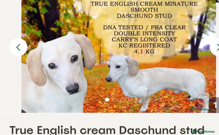 Chihuahua dogs - Advert 2