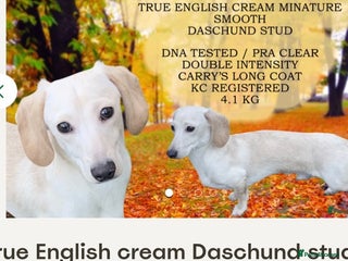 Chihuahua dogs - Advert 6