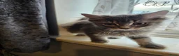Mixed Breed cats for sale: 3 Norwegian Forrest x Persian Chinchilla kittens - Advert 7