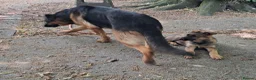 German Shepherd dogs for sale: Flat backed, German Shepherd puppies, DNA DM clear - Advert 3