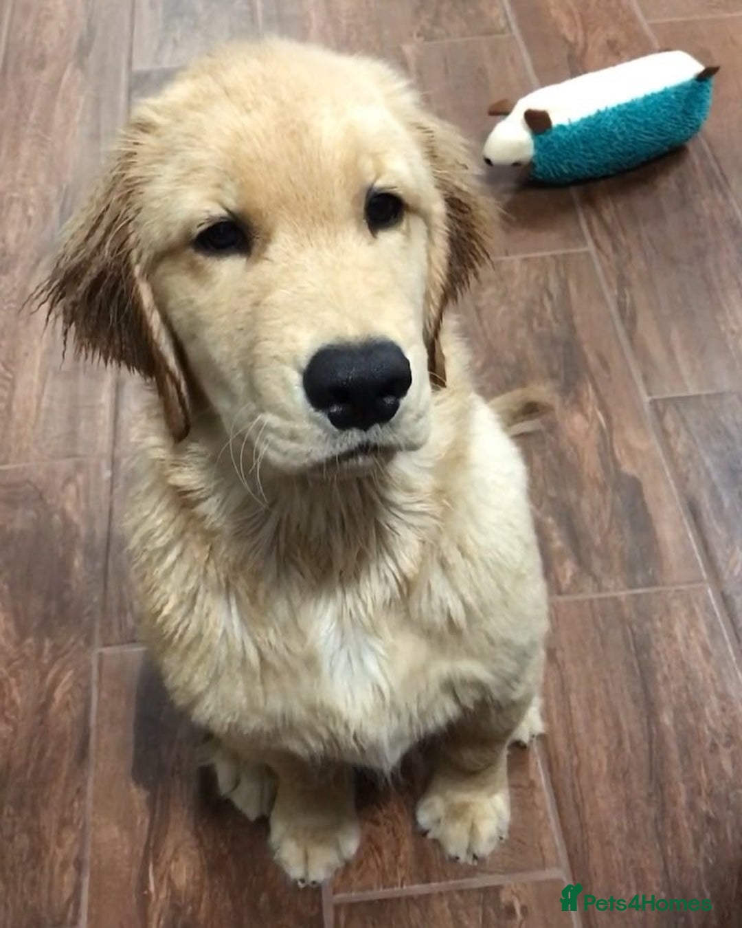 Golden Retriever dogs for sale: Simba – Handsome Golden Retriever Puppy - Image 5