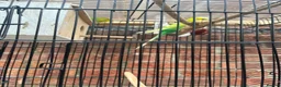 Budgerigars birds for sale: Pair of Budgies with the cage - Advert 3