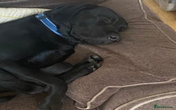 Labrador Retriever dogs for sale: 3 year old labrador for sale - Image 8