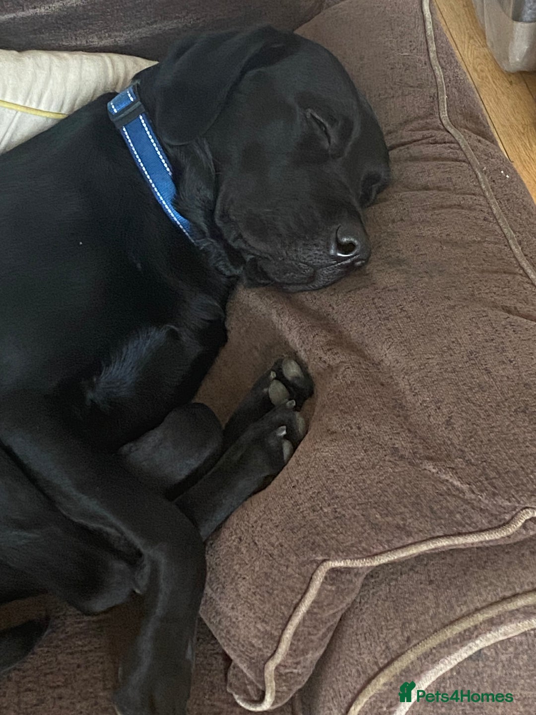 Labrador Retriever dogs for sale: 3 year old labrador for sale - Image 8