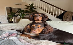 Cocker Spaniel dogs for stud: 🐾 Proven Stud - Healthy Working Cocker Spaniel 🐾 - Image 11