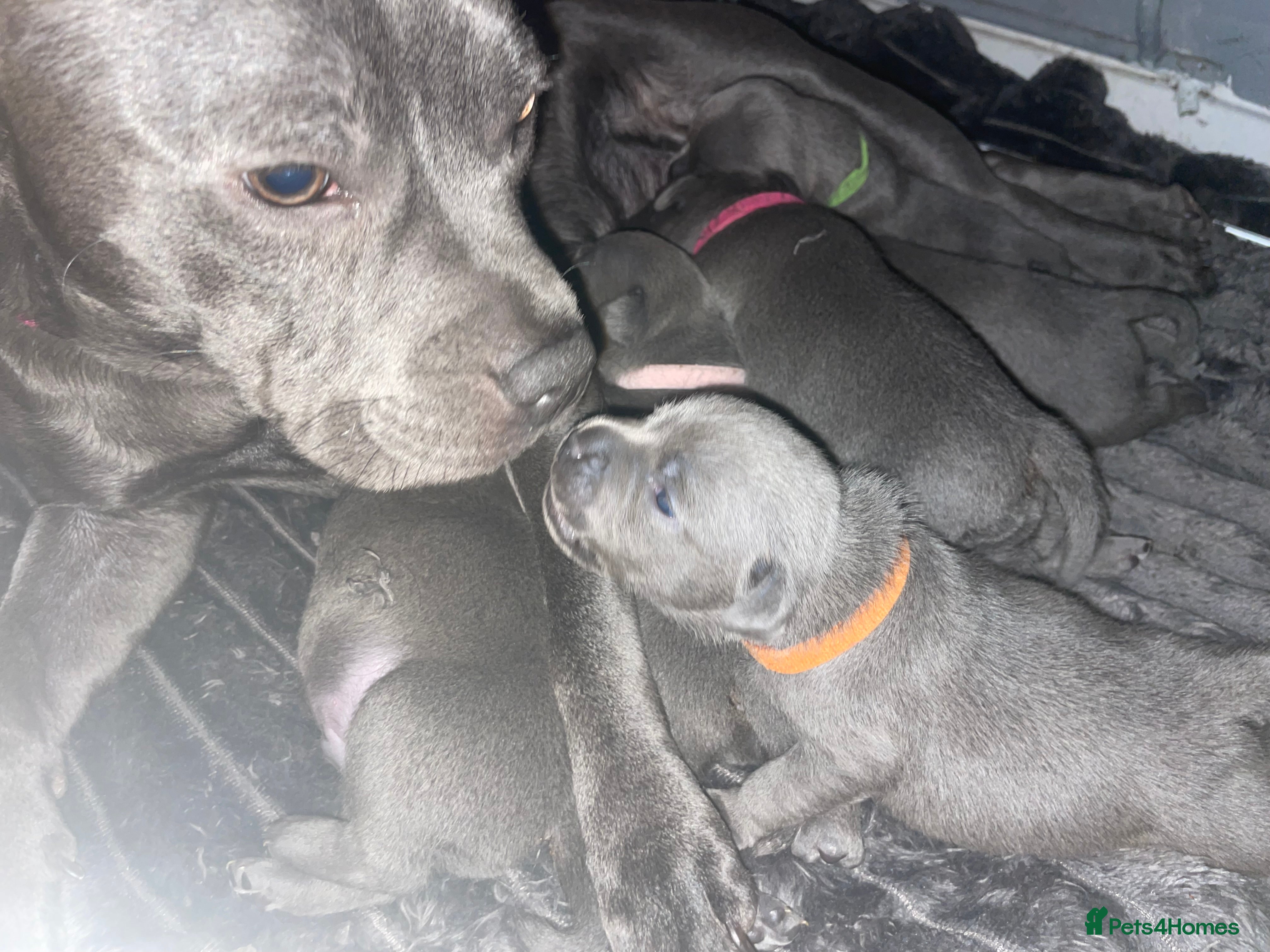 Staffordshire Bull Terrier dogs 7 beautiful KC staffy puppy’s - Advert 4