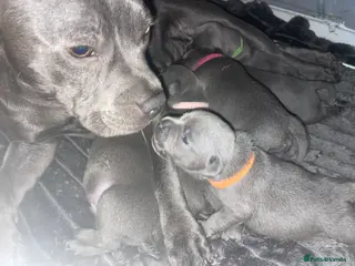Staffordshire Bull Terrier dogs 7 beautiful KC staffy puppy’s - Advert 4