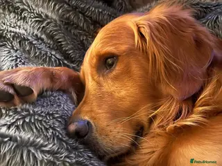 Golden Retriever dogs Golden retriever puppies, ready now. - Advert 4