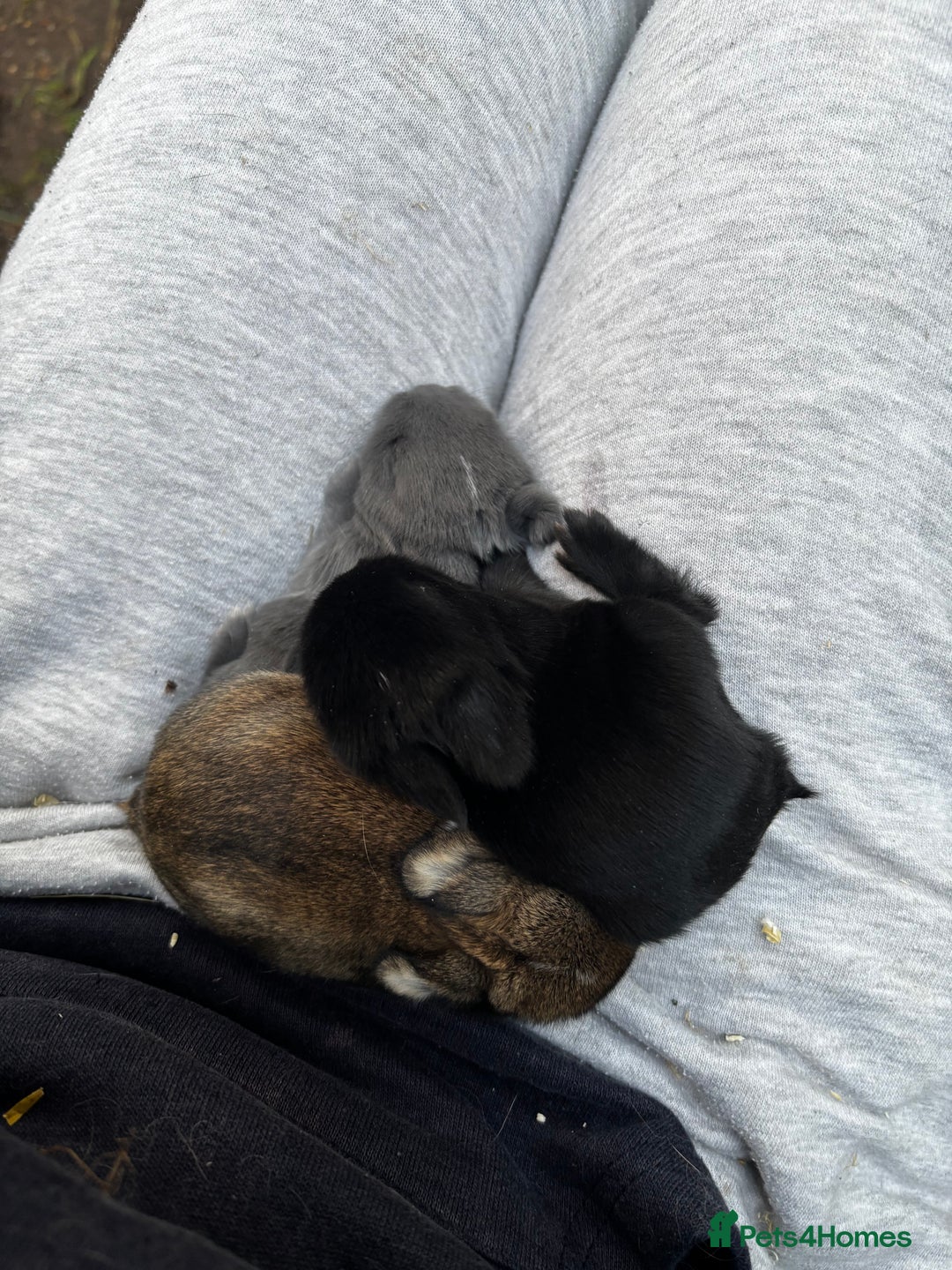 Netherland Dwarf rabbits for sale: Pure Netherland dwarf  - Advert 7