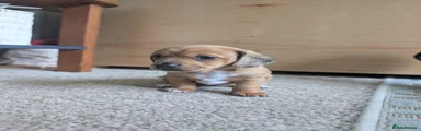 Dachshund 2