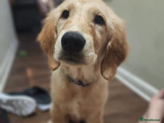 Golden Retriever dogs amazing loving golden retriever male - Advert 3