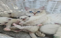 Ragdoll cats for sale: 🩵 Pure Ragdoll Kittens Ready Now 🩷 - Image 3