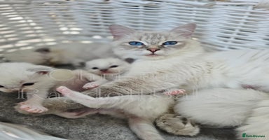 Ragdoll cats - Advert 12