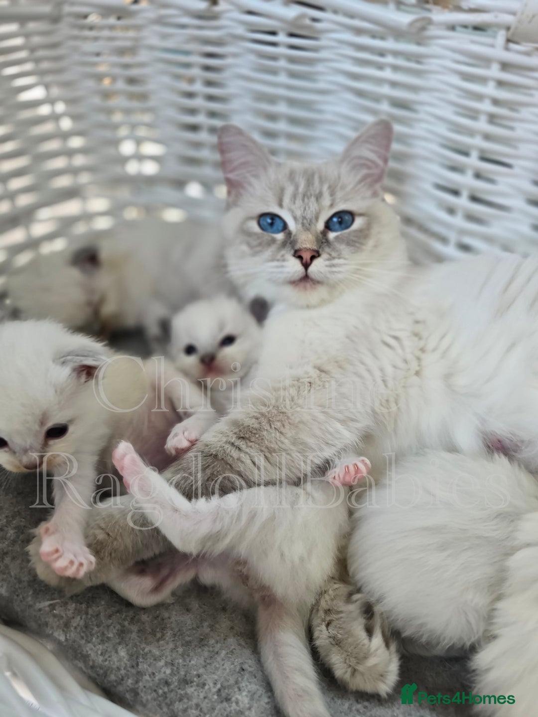 Ragdoll cats for sale: 🩵 Pure Ragdoll Kittens Ready Now 🩷 - Image 3