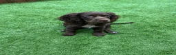 Cocker Spaniel dogs for sale: Cocker spaniel pup - Advert 2