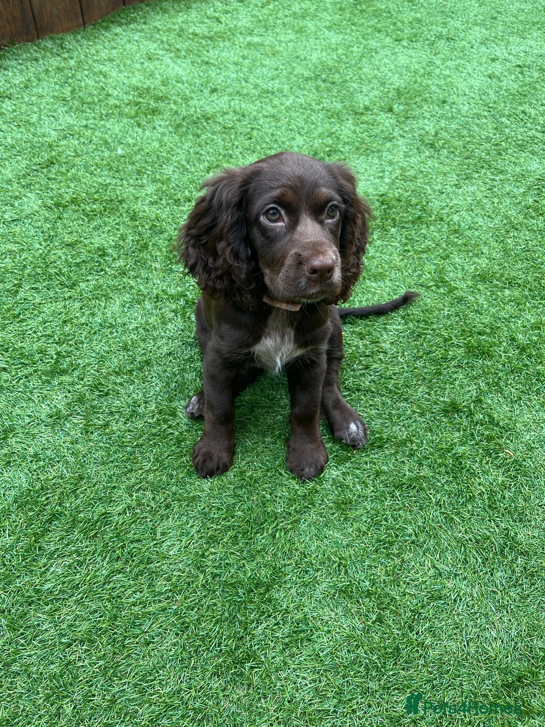Cocker Spaniel dogs for sale: Cocker spaniel pup - Advert 2