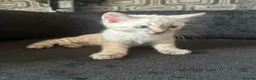 Bengal cats for sale: Snow White Charcoal Bengal Kittens  - Advert 4