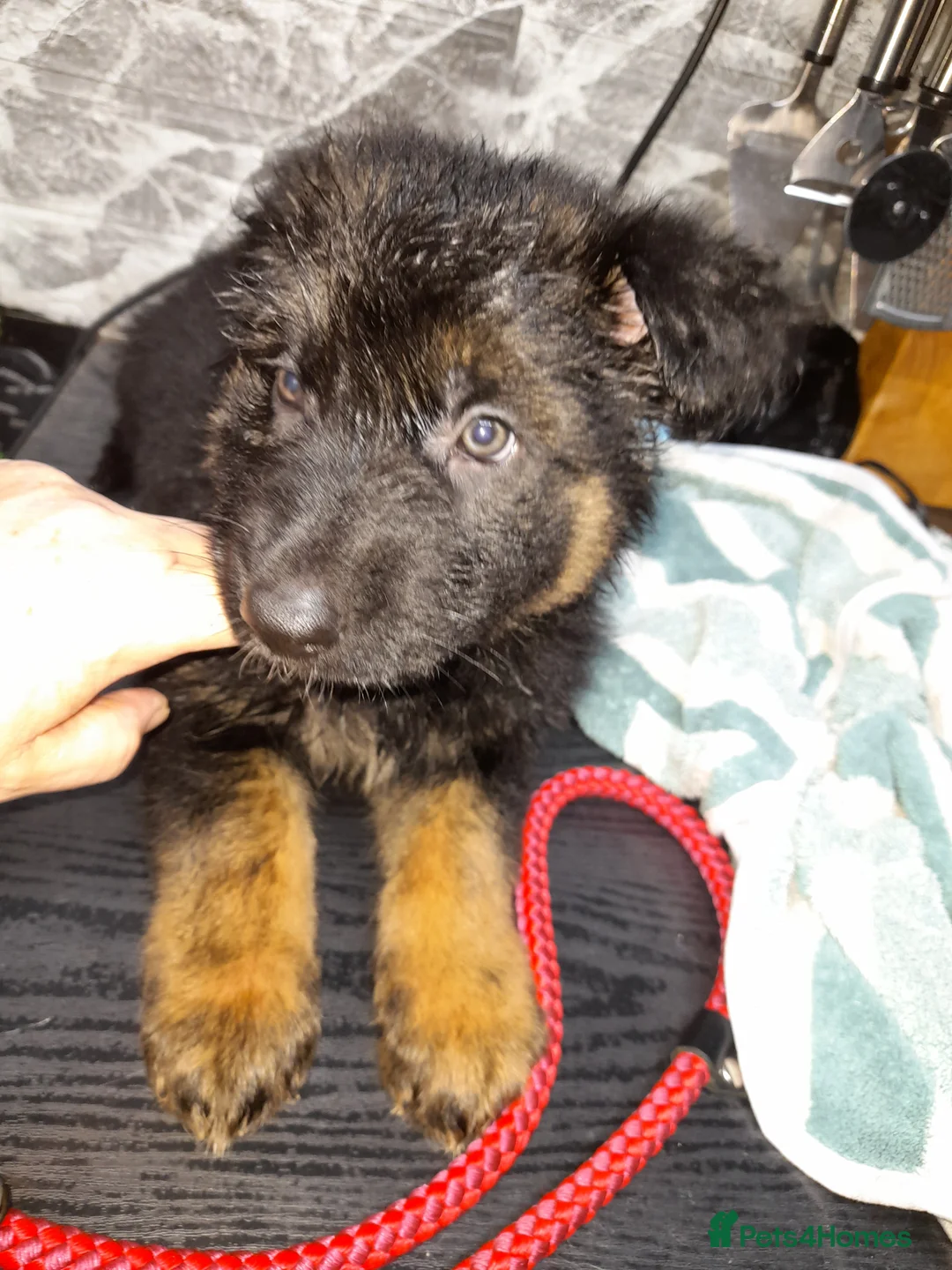 German Shepherd dogs for sale: Stunning German shepherd puppies - Advert 1