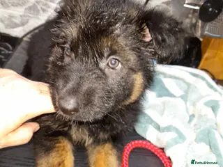 German Shepherd dogs Stunning German shepherd puppies - Advert 2