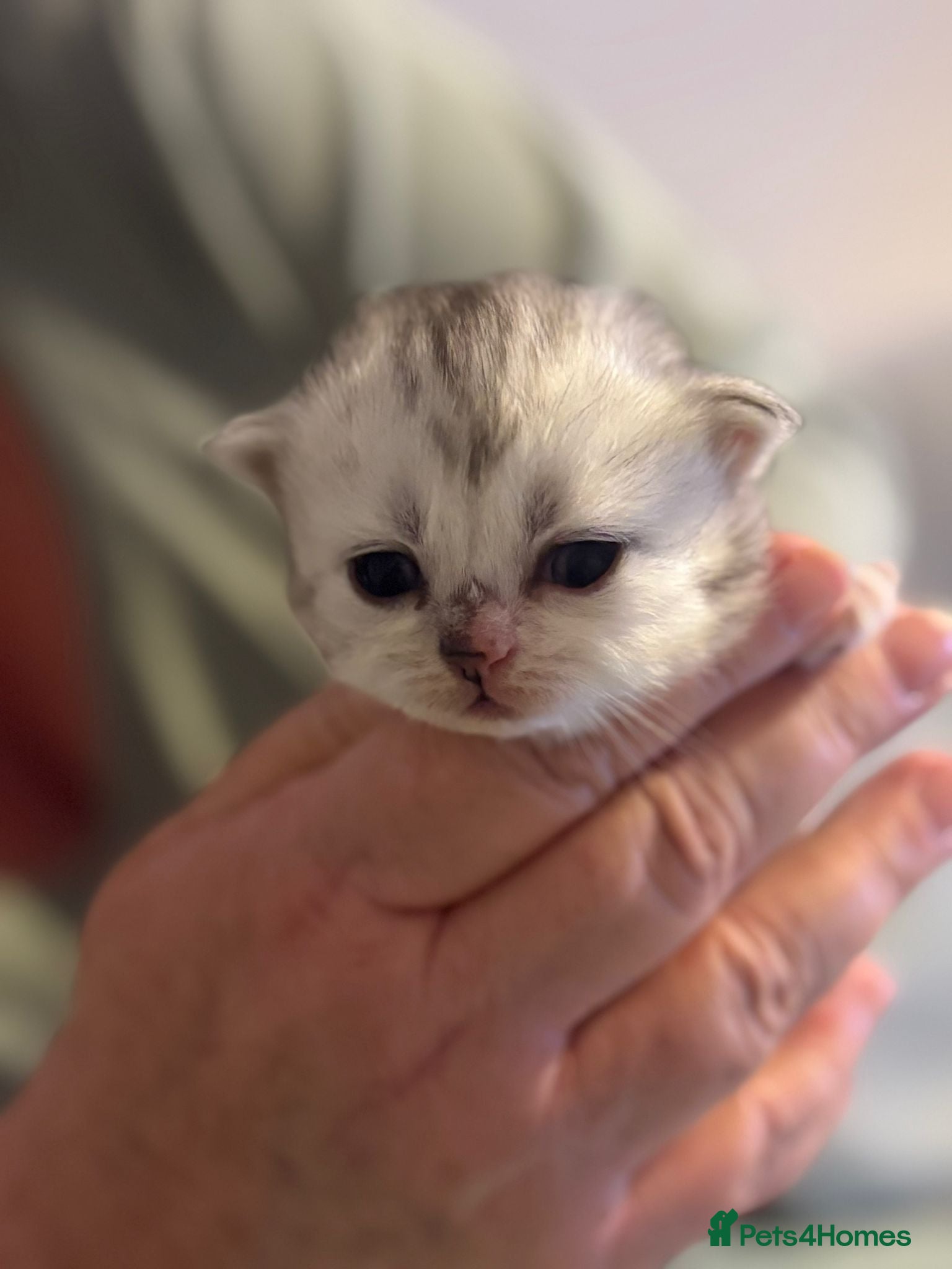 Persian cats Doll Face Persian Kittens - Advert 1