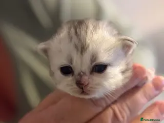 Persian cats Doll Face Persian Kittens - Advert 16