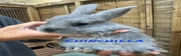 Mixed Breed rabbits for sale: French Lop X Maxi Angora Babies - Advert 4