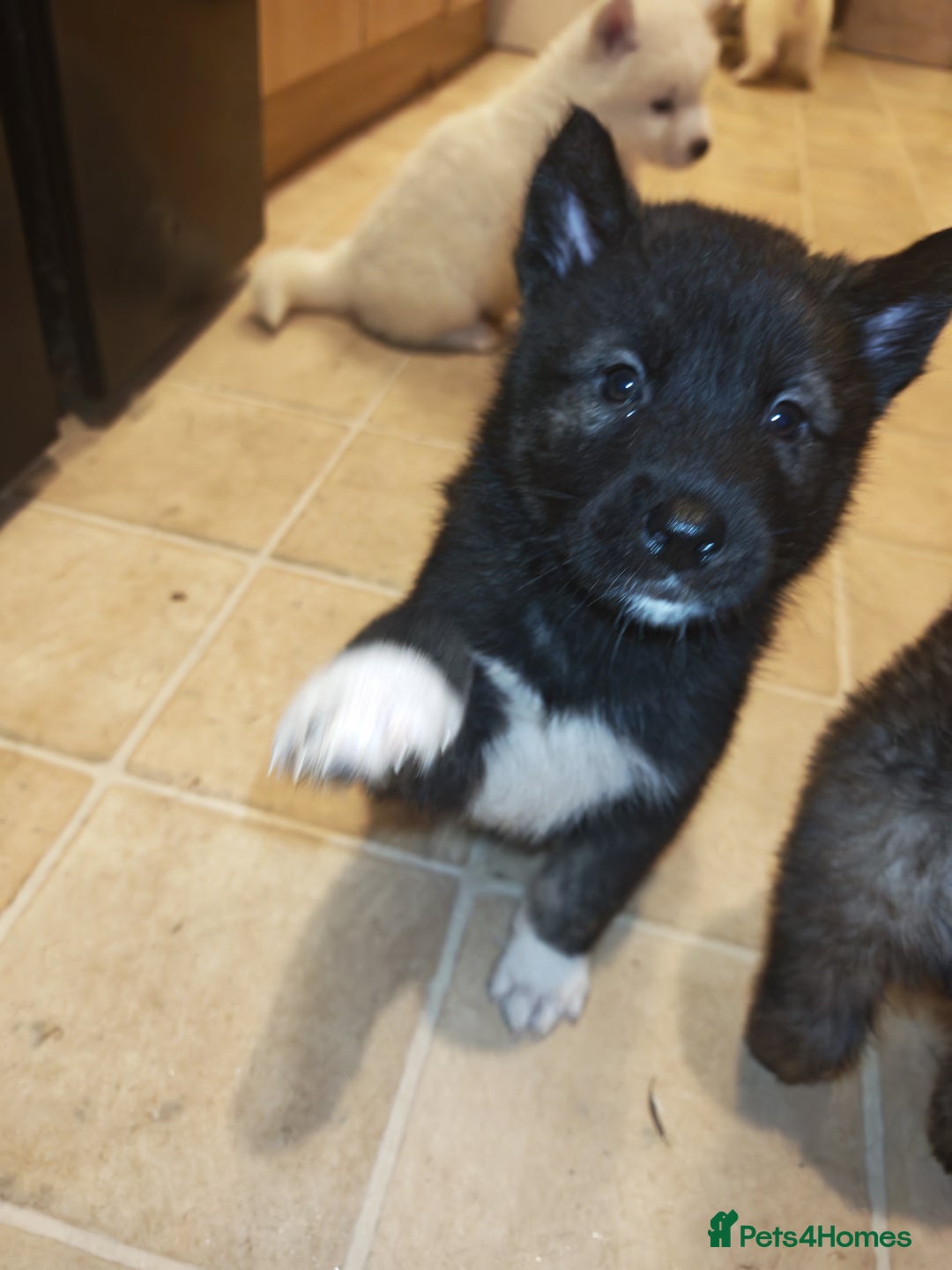 Akita dogs for sale: Akita puppys ready now  - Advert 5