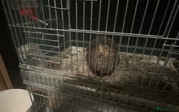 Quail poultry for sale: Quail for sale - Advert 4
