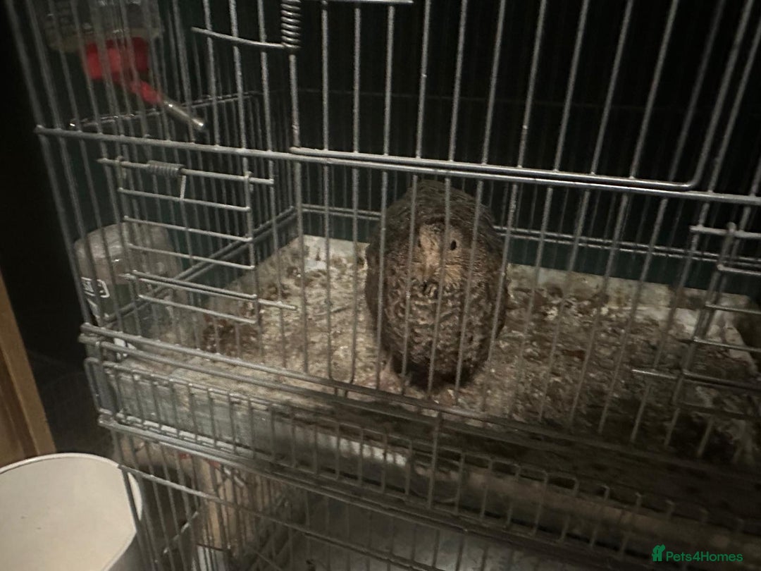 Quail poultry for sale: Quail for sale - Advert 4