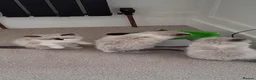 Ragdoll cats for sale: 3 gorgeous ragdoll kittens for sale - Advert 5