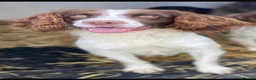 English Springer Spaniel dogs for sale: English Springer Spaniel Puppies - Advert 26