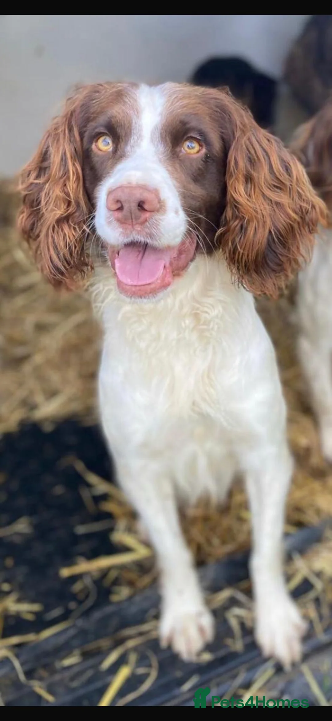 English Springer Spaniel dogs for sale: English Springer Spaniel Puppies - Advert 26