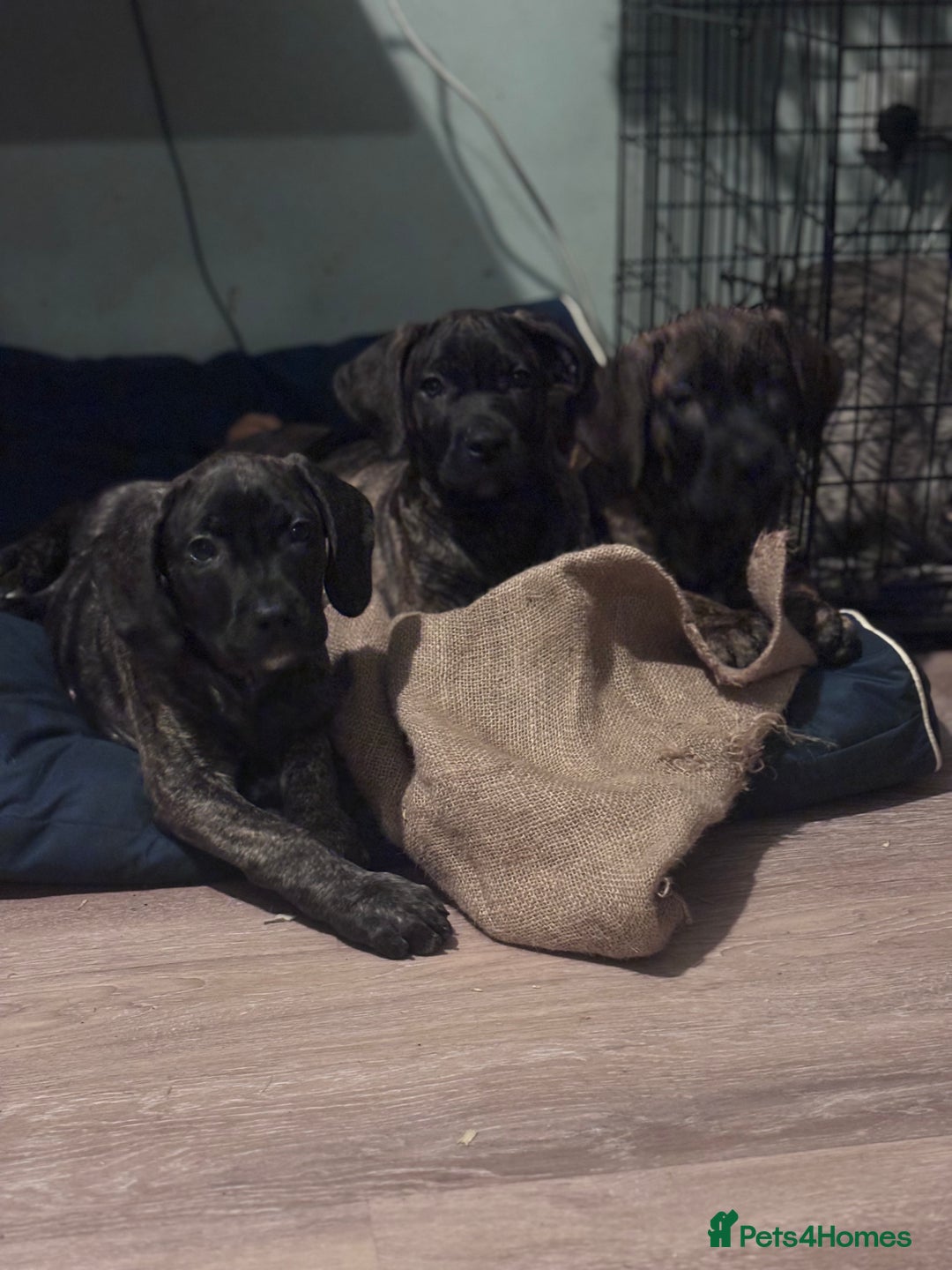 Presa Canario dogs for sale: Presa Canario Puppies  - Advert 14