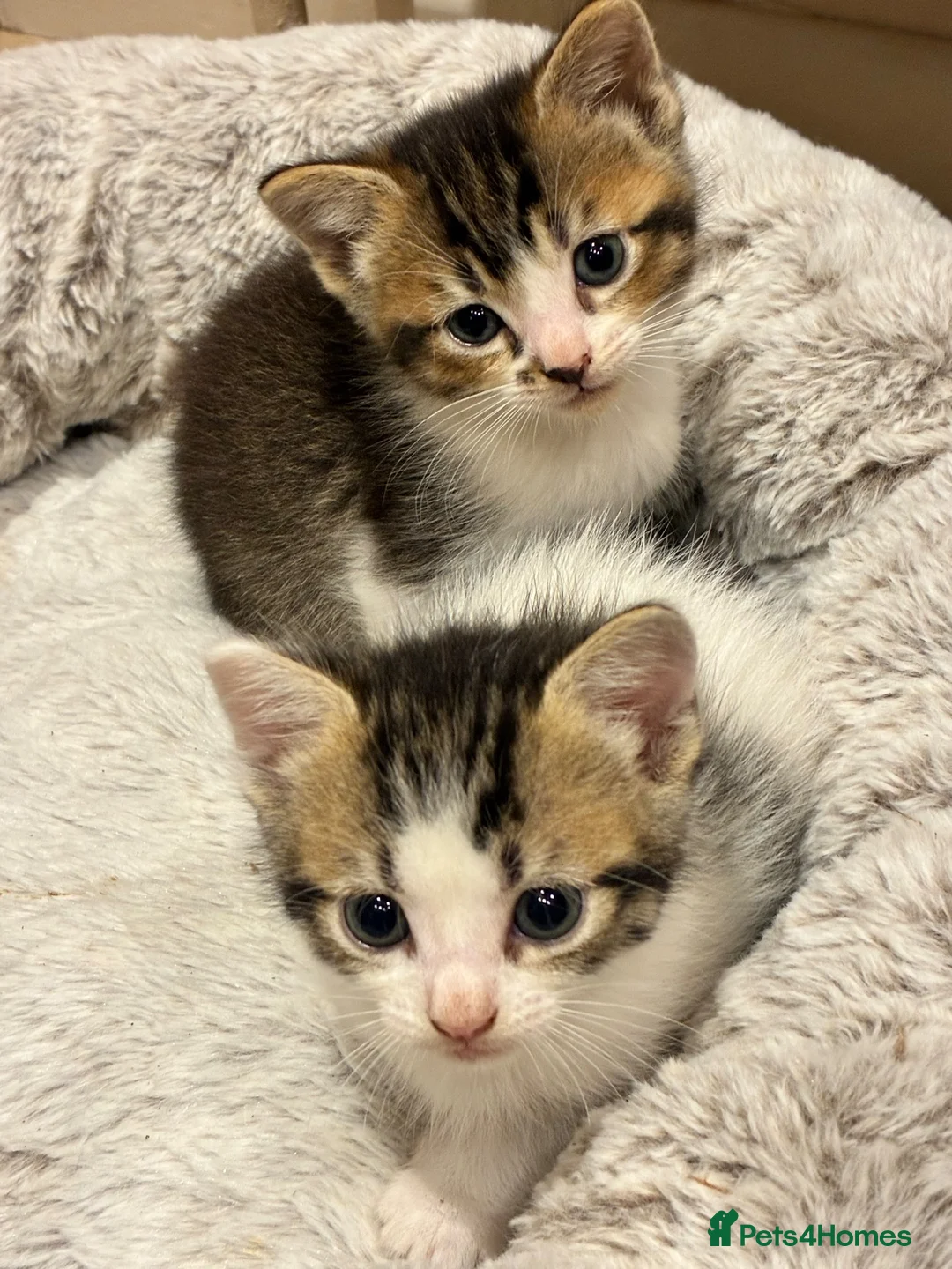 Mixed Breed cats for sale: Kittens for sale - Advert 1