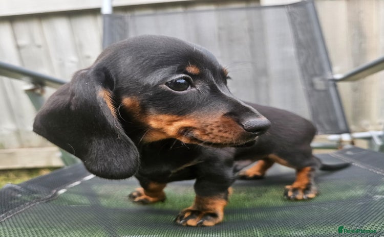 Dachshund dogs - Advert 16