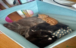 Mixed Breed cats for sale: Cheeky kittens - Image 12