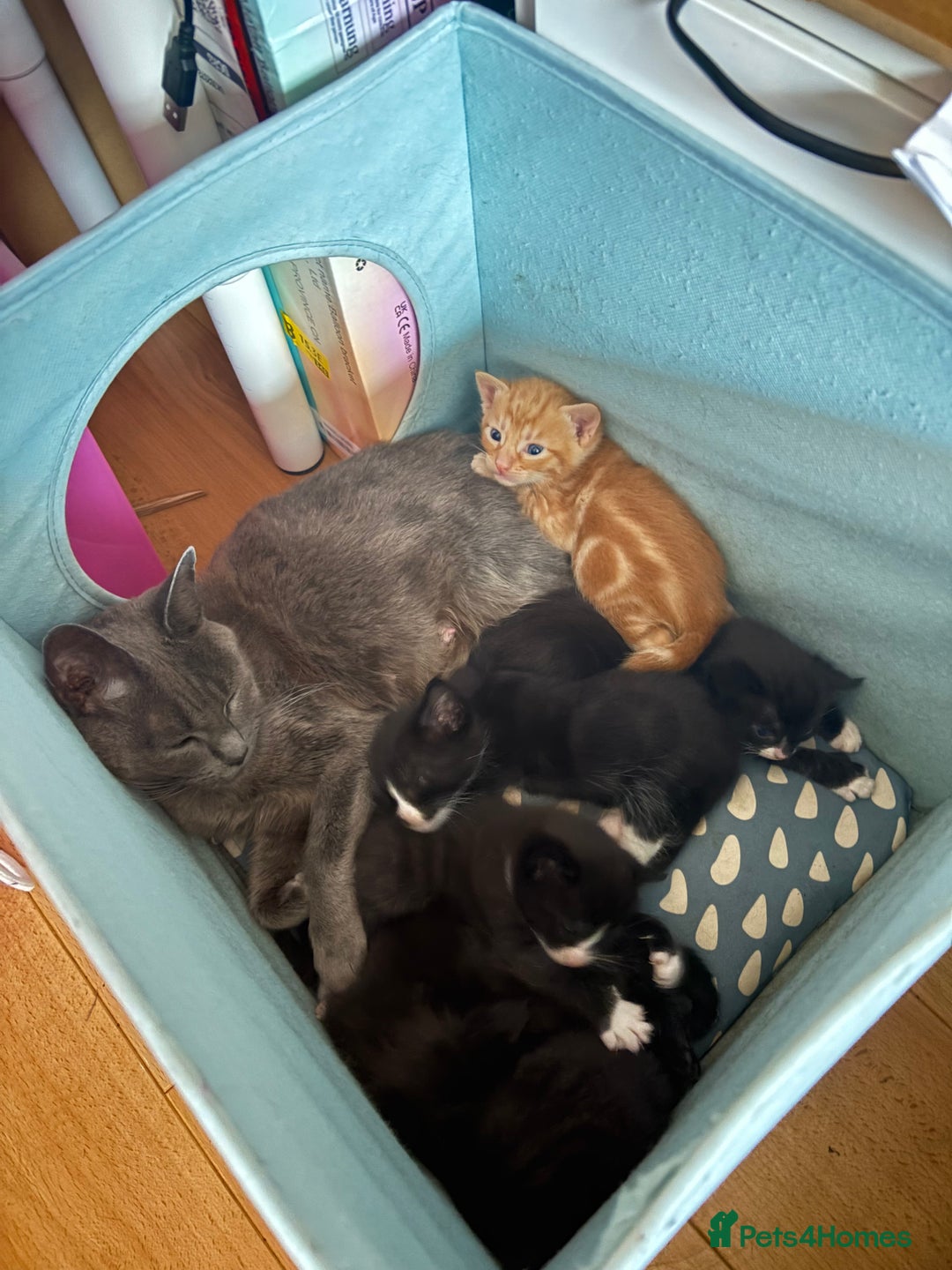 Mixed Breed cats for sale: Cheeky kittens - Image 12