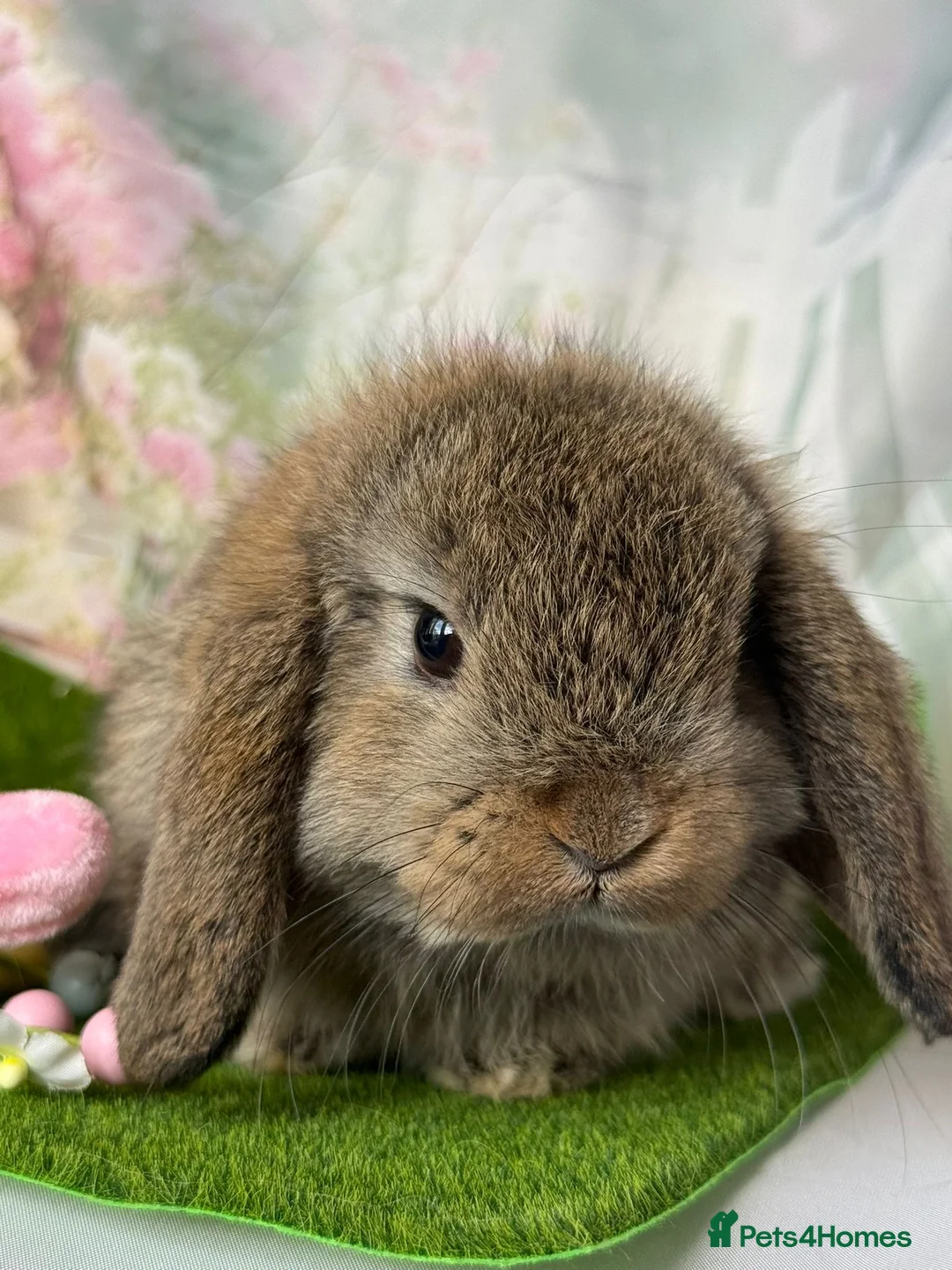 Mini Lop rabbits for sale: Mini lop does  in Barnsley - Advert 4