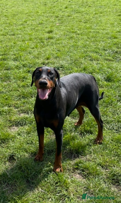 Dobermann dogs Female doberman - Advert 7