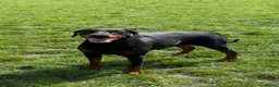 Dobermann dogs for sale: Female doberman - Advert 1