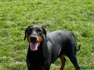 Dobermann dogs Female doberman - Advert 6