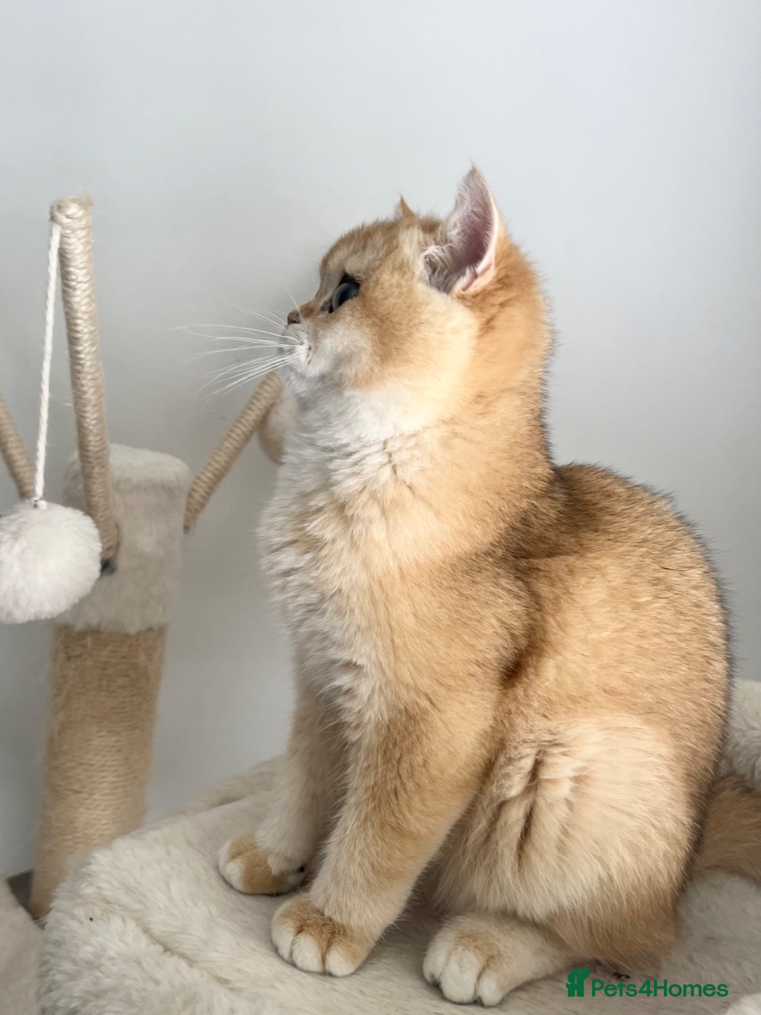British Shorthair cats Ny12 Golden BSH Boy from European Parents - Advert 2
