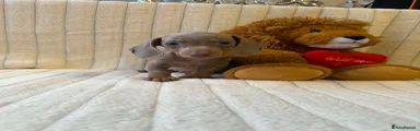 Miniature Dachshund 3