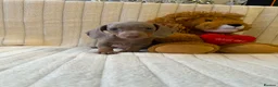Miniature Dachshund dogs for sale: Miniature dachshund - Advert 3