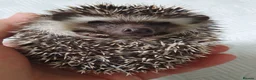 Pygmy Hedgehog rodents for sale: Full pedigree African pygmy hedgehog babies  - Advert 18