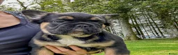 French Bulldog dogs for sale: Ready NOW Adorable Fluffy French Bulldog Puppies - Advert 10