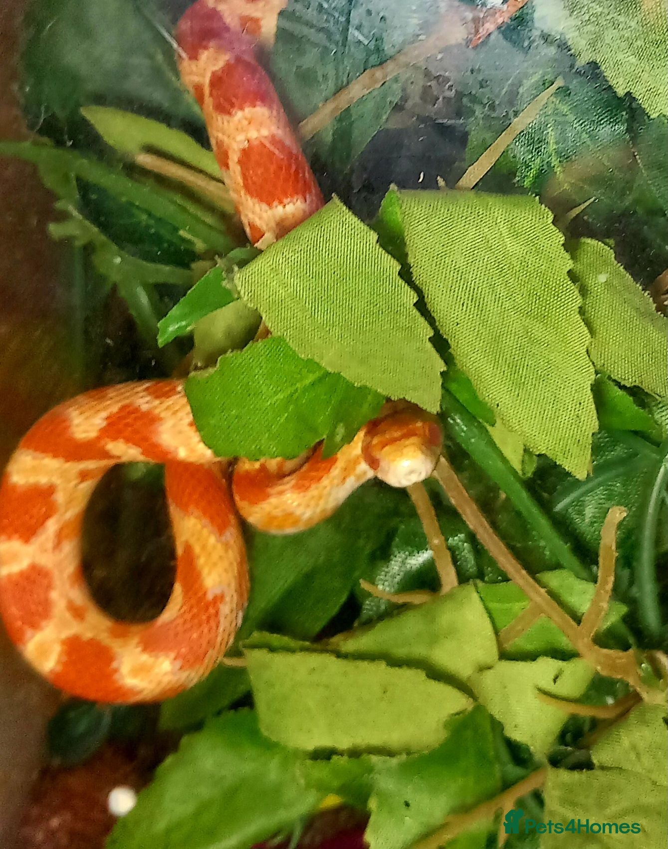 Corn Snake reptiles Corn snakes forsale 2025 corn snakes 2026 clutches - Advert 1